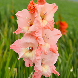 Gladiolus Types, Gladiolus Varieties, Gladiolus Grandiflora, Gladiolus Nanus, Gladiolus communis